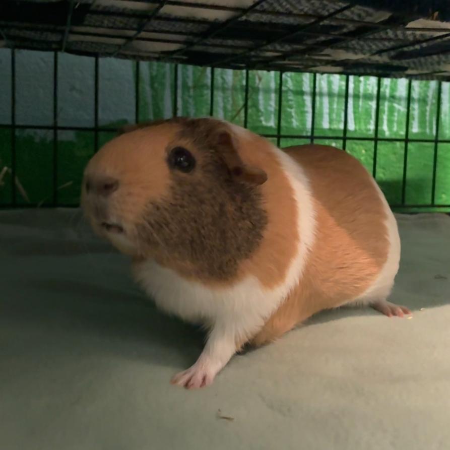 Enlarge Kumiko, a Adoptable mixed breed in Providence, RI image 5/6
