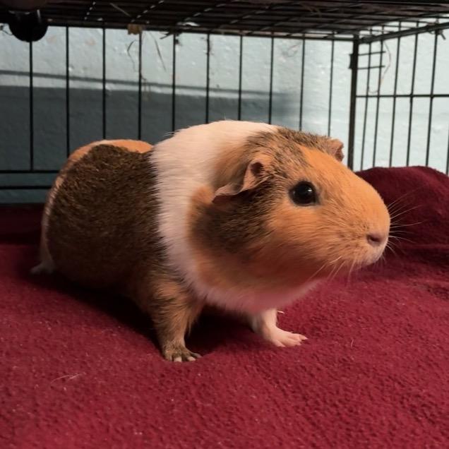 Enlarge Kumiko, a Adoptable mixed breed in Providence, RI image 6/6