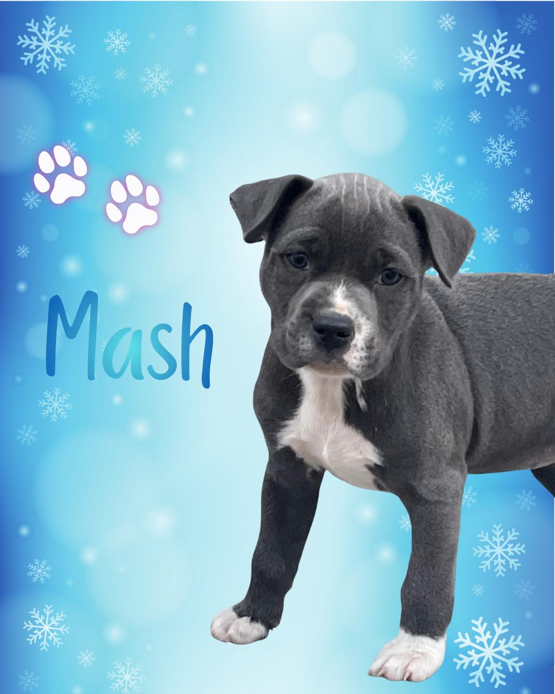 Enlarge Mash, an adopted mixed breed in Wilmington, NC image 1/1