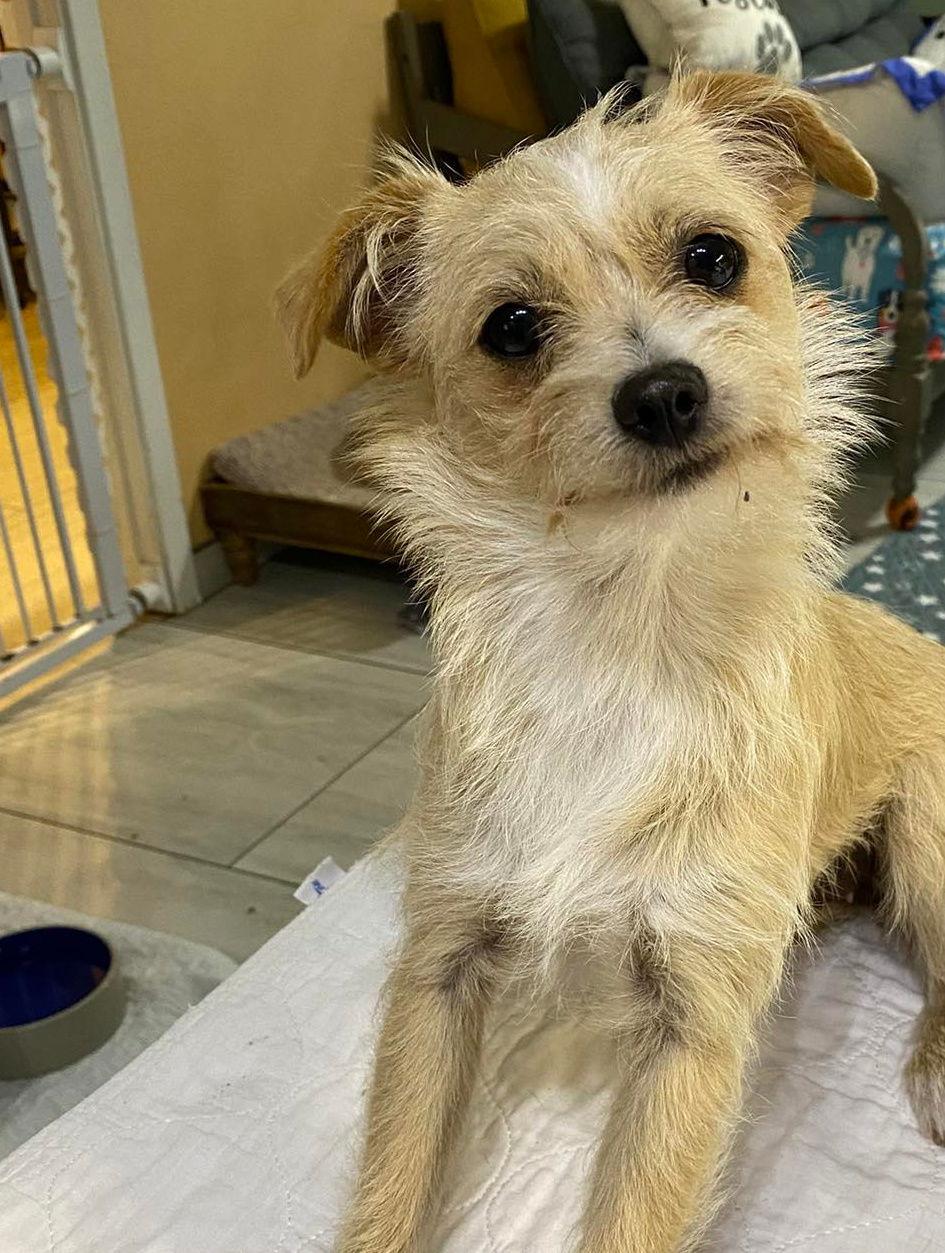 Pippin (NOT YET AVAILABLE), Adoptable, Young Female Yorkshire Terrier & Jack Russell Terrier.