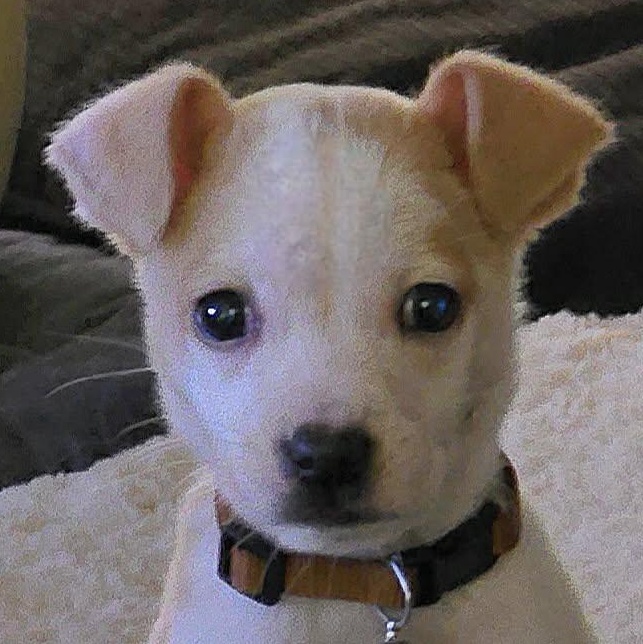 Don't Kill My "Vibe", adopted, Puppy Male Beagle & Mixed Breed.