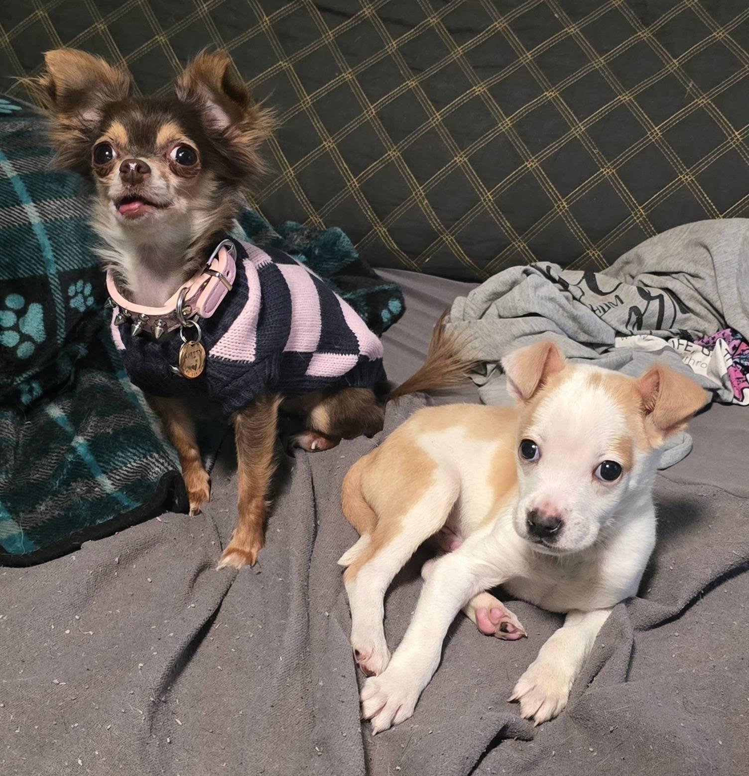 Enlarge Don't Kill My "Vibe", an adopted mixed breed in Fredericksburg, VA image 3/5