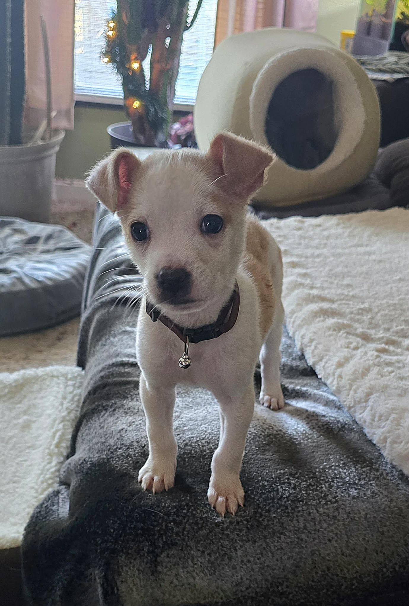 Enlarge Don't Kill My "Vibe", an adopted mixed breed in Fredericksburg, VA image 5/5