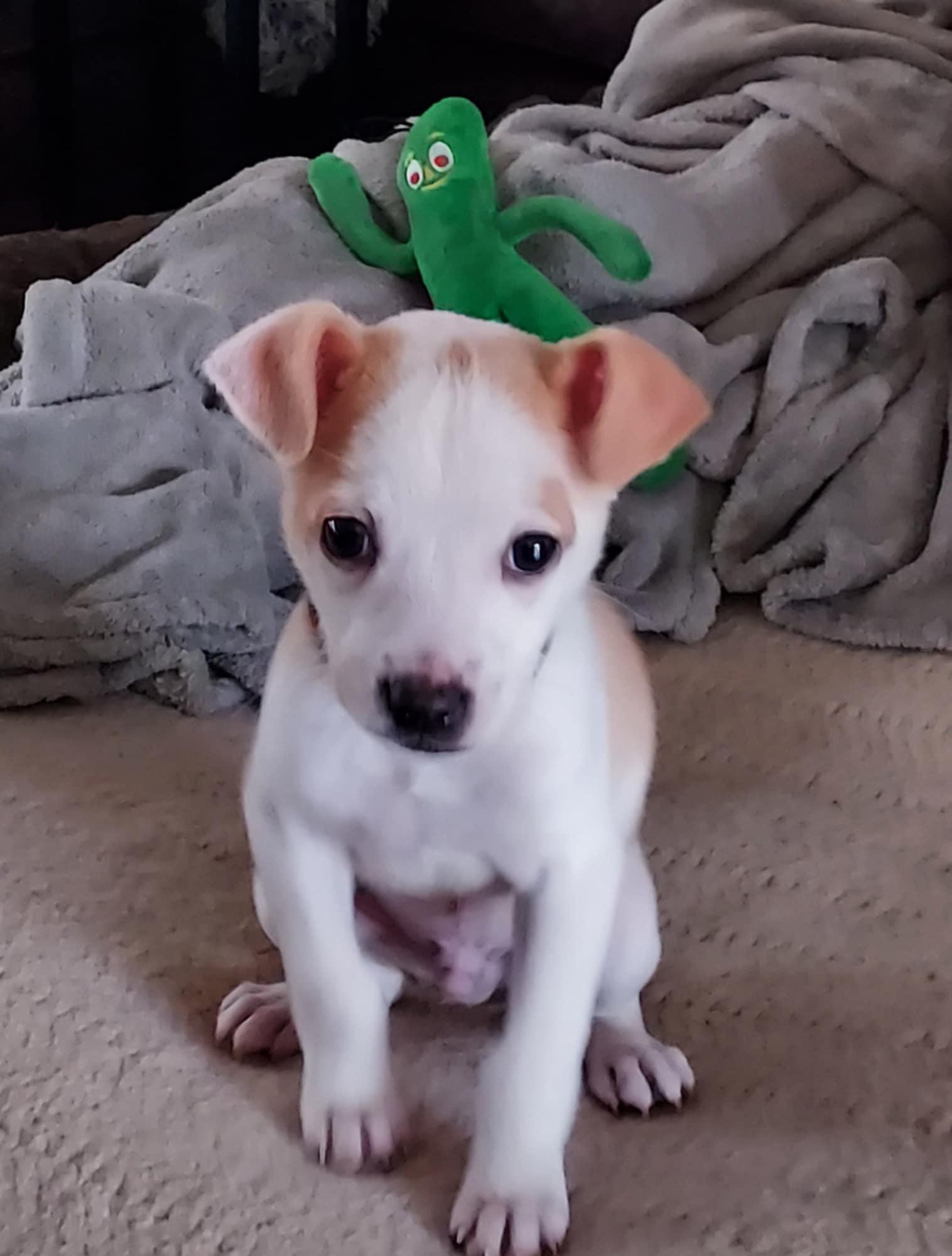 Enlarge Don't Kill My "Vibe", an adopted mixed breed in Fredericksburg, VA image 2/5