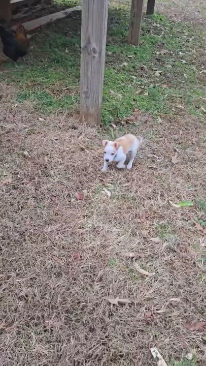 Enlarge Don't Kill My "Vibe", an adopted mixed breed in Fredericksburg, VA video 4/5