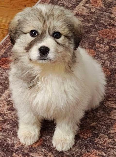 Indi, Adoptable, Puppy Female Great Pyrenees.