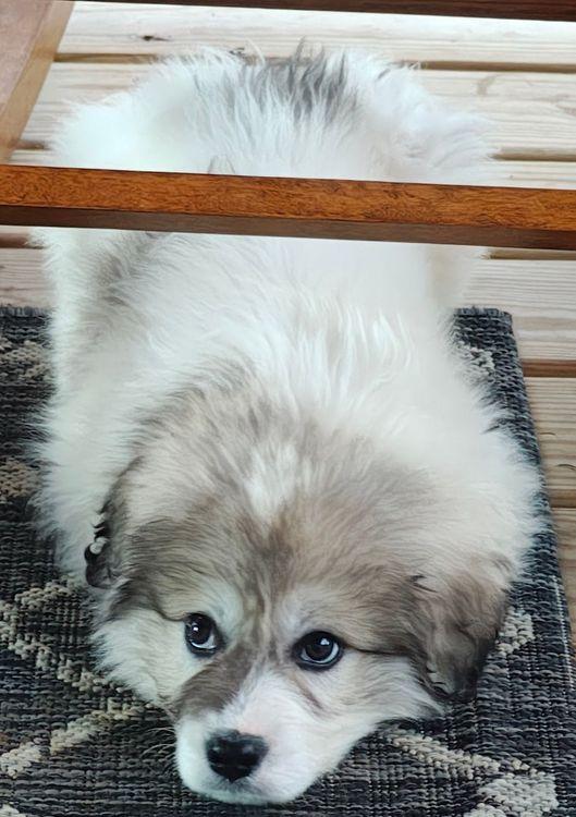 Enlarge Indi, a Adoptable Great Pyrenees in Larkspur, CO image 3/3