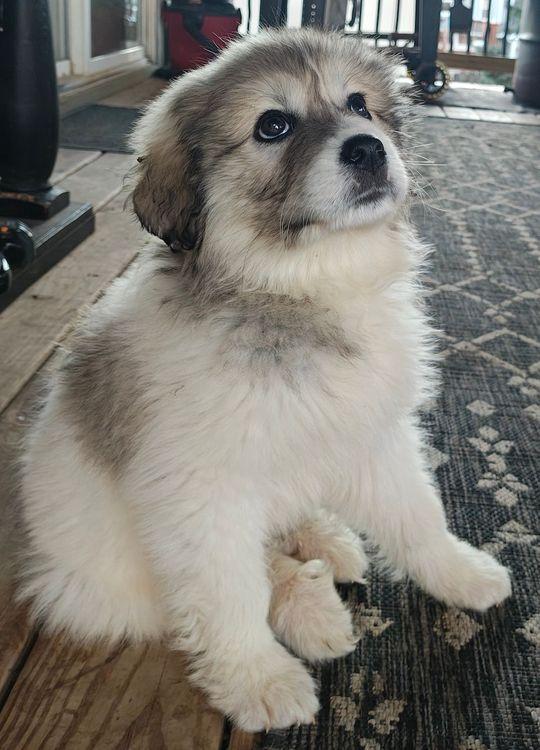 Enlarge Indi, a Adoptable Great Pyrenees in Larkspur, CO image 2/3