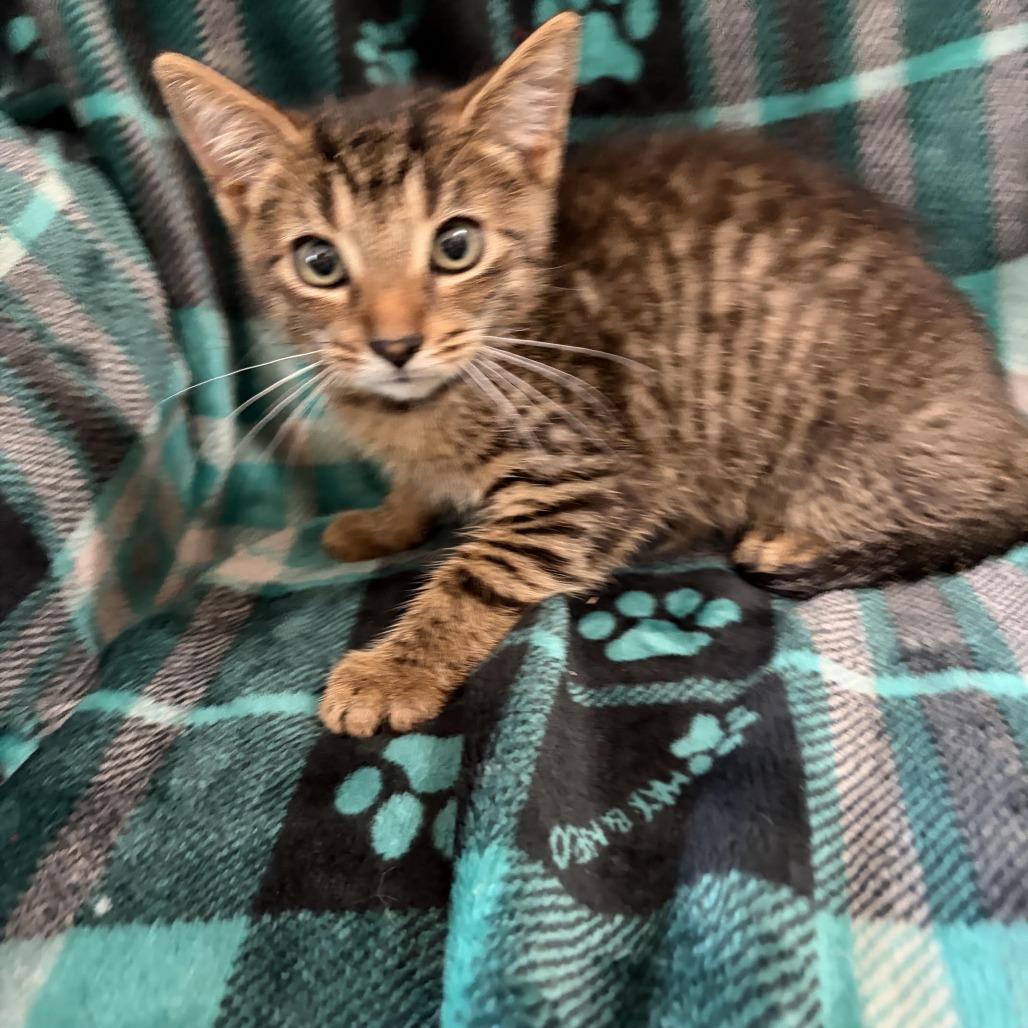 Thistle, Adoptable, Kitten Male Domestic Short Hair.