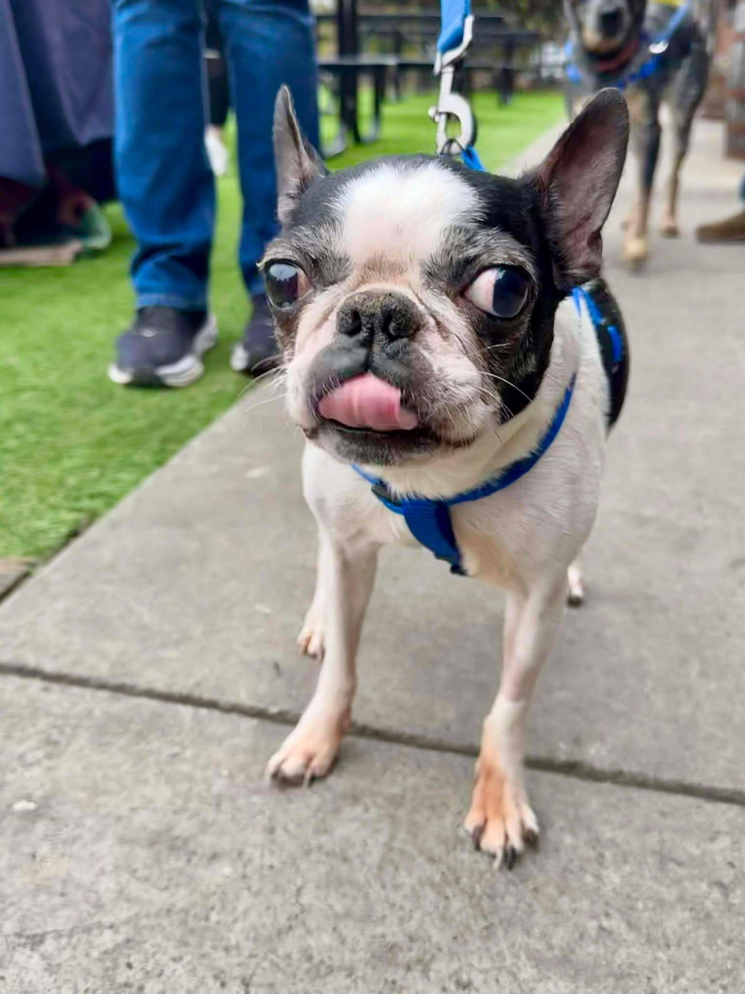 Wendi, Adoptable, Senior Female Boston Terrier.