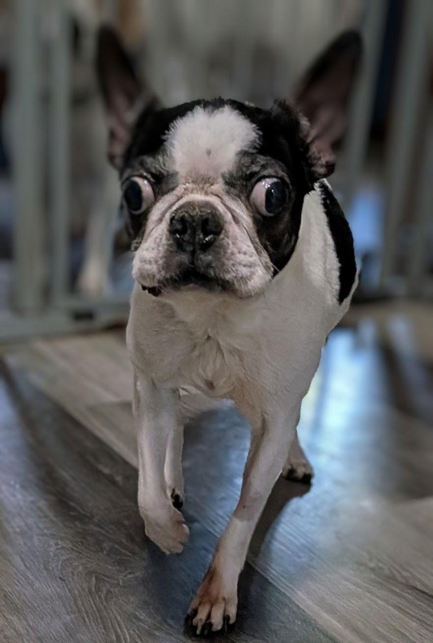 Wendi, Adoptable, Senior Female Boston Terrier.