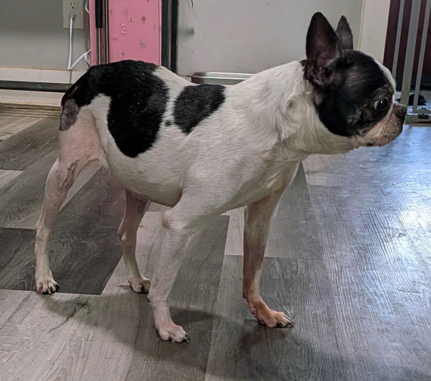 Enlarge Wendi, a Adoptable Boston Terrier in Charlotte, NC image 2/2