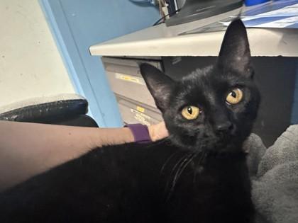 Fudge Brownie, Adoptable, Young Female Domestic Short Hair & Domestic Short Hair.