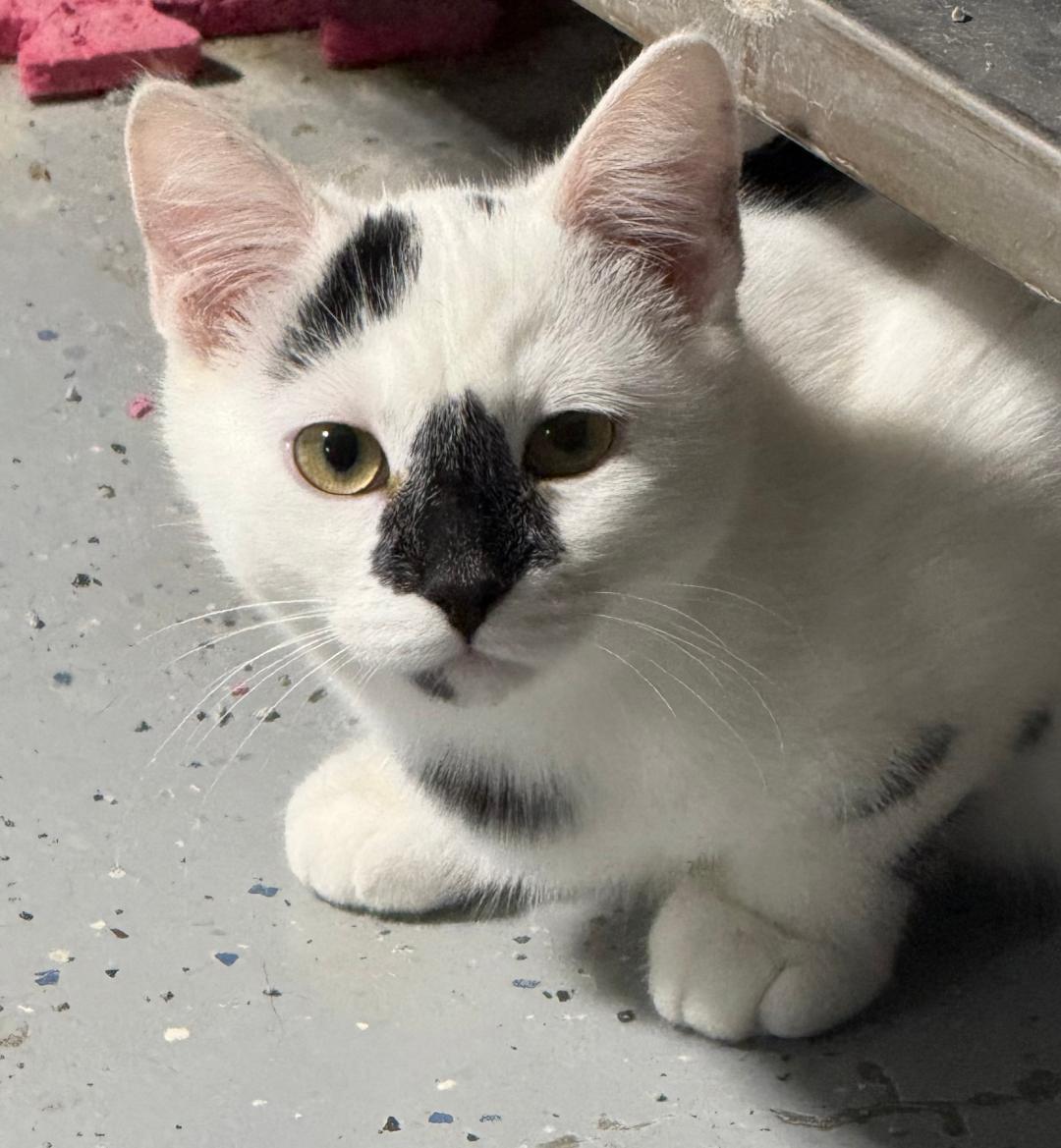 Enlarge BORDEN, a Adoptable Domestic Short Hair in Gresham, WI image 1/1