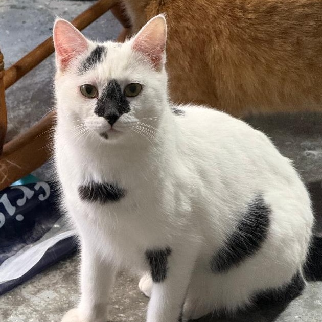 BORDEN, Adoptable, Young Male Domestic Short Hair.