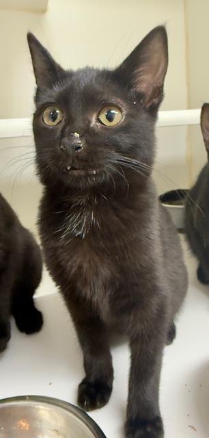 Wagyu, adopted, Young Female Domestic Short Hair.