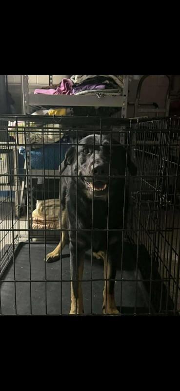 Roxy, Adoptable, Young Female Black Labrador Retriever & German Shepherd Dog.