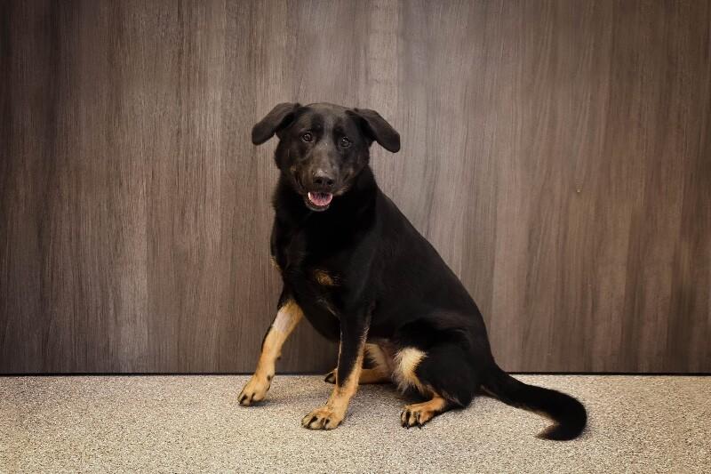 Roxy, a Adoptable mixed breed in Georgetown, OH image 2/3