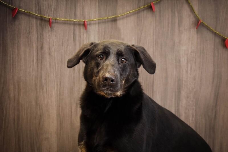Roxy, a Adoptable mixed breed in Georgetown, OH image 3/3