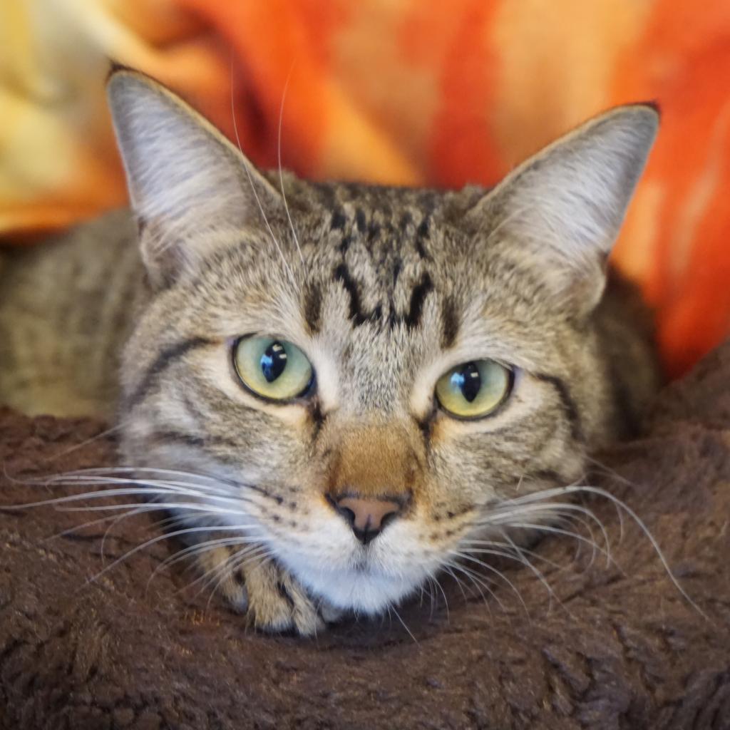 Oliver, a Adoptable Domestic Short Hair in Salt Lake City, UT image 1/2
