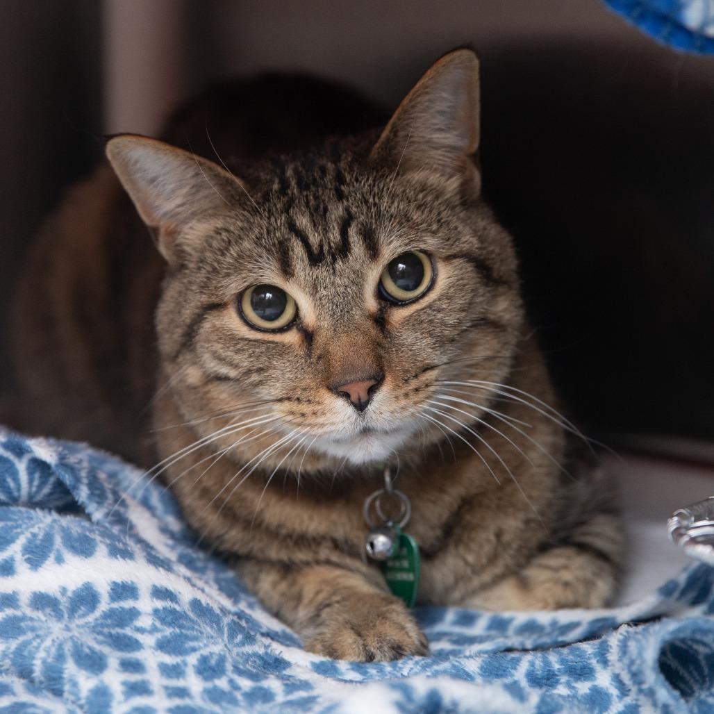 Oliver, a Adoptable Domestic Short Hair in Salt Lake City, UT image 2/2