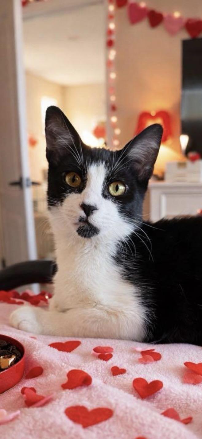 Enlarge Zenon, a ADOPTABLE Tuxedo in Oakley, CA image 2/5