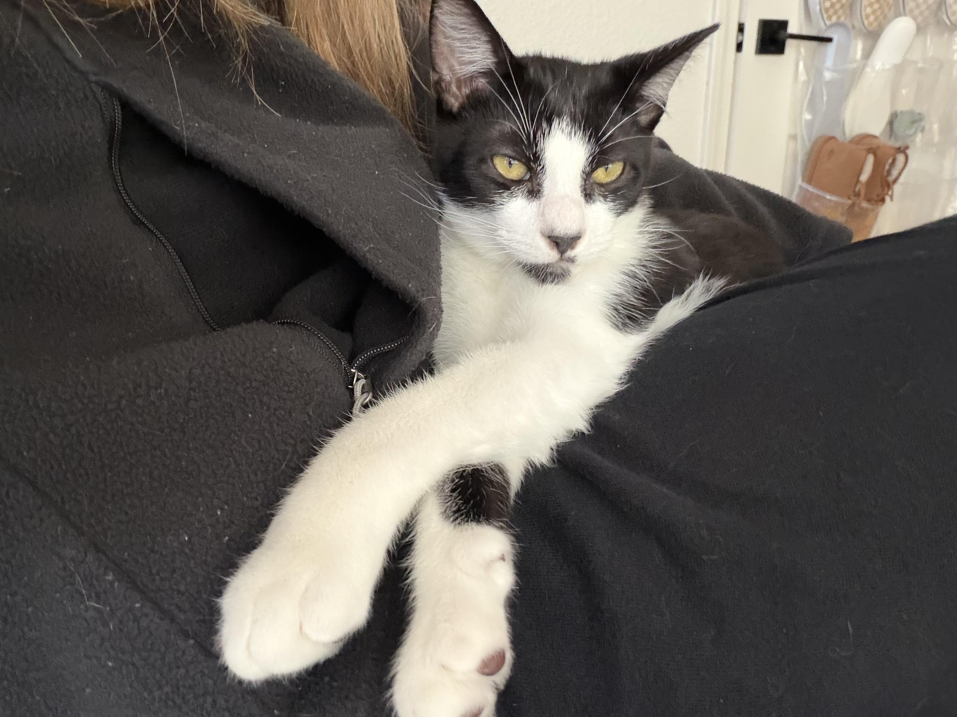 Enlarge Zenon, a ADOPTABLE Tuxedo in Oakley, CA image 4/5