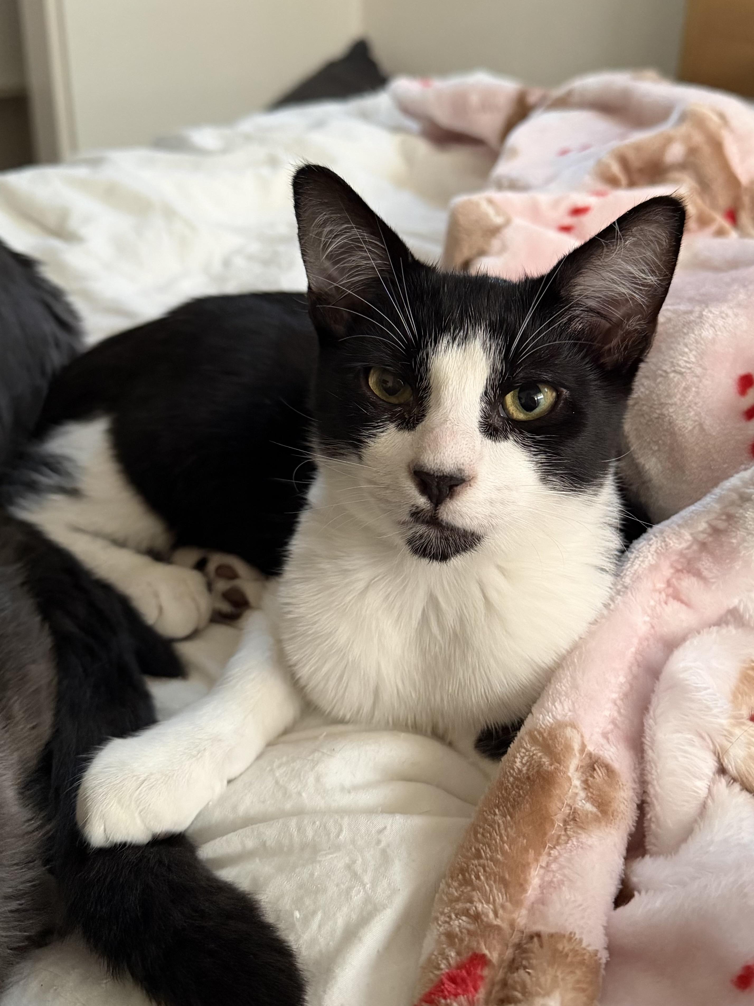 Enlarge Zenon, a ADOPTABLE Tuxedo in Oakley, CA image 3/5