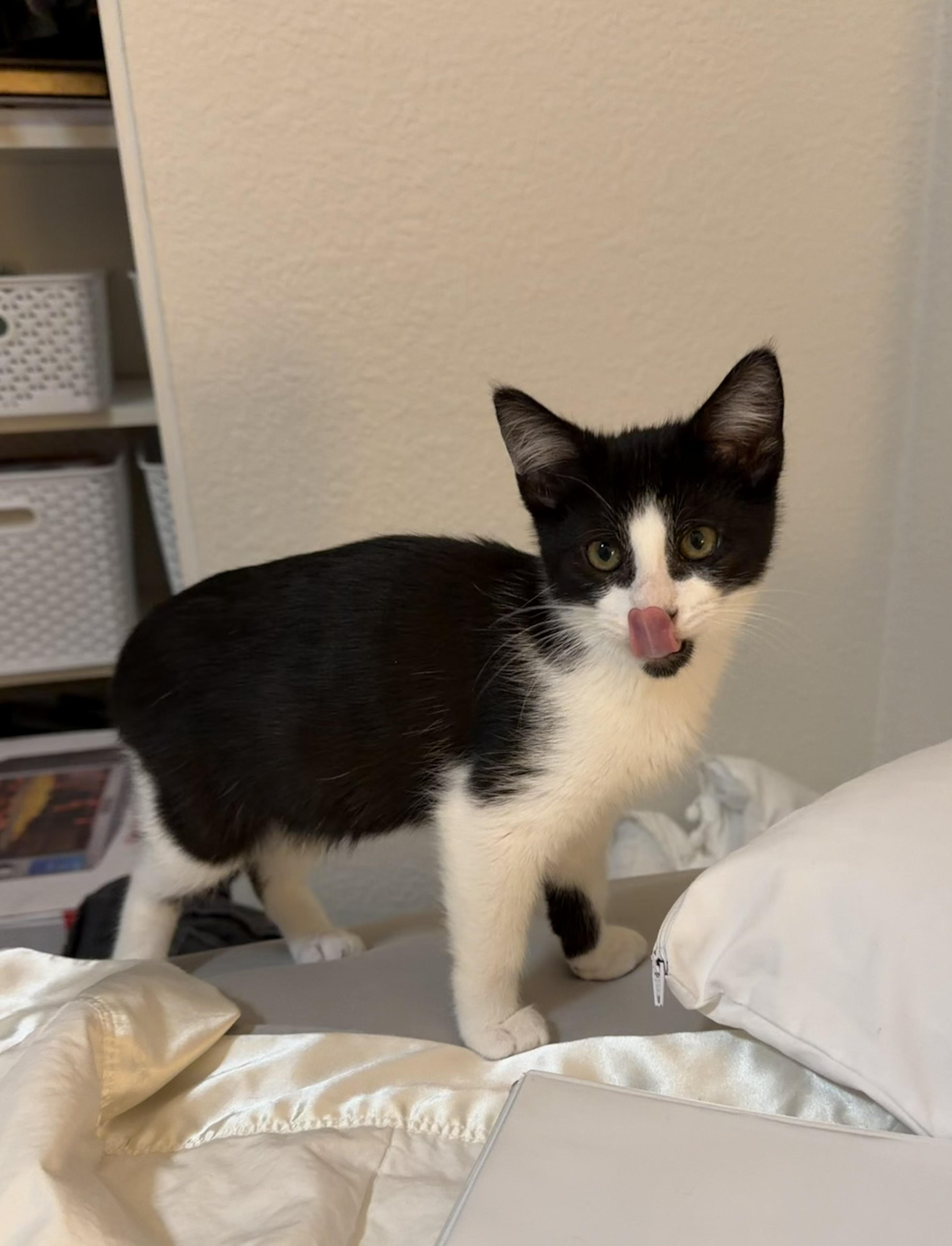 Enlarge Zenon, a ADOPTABLE Tuxedo in Oakley, CA image 5/5