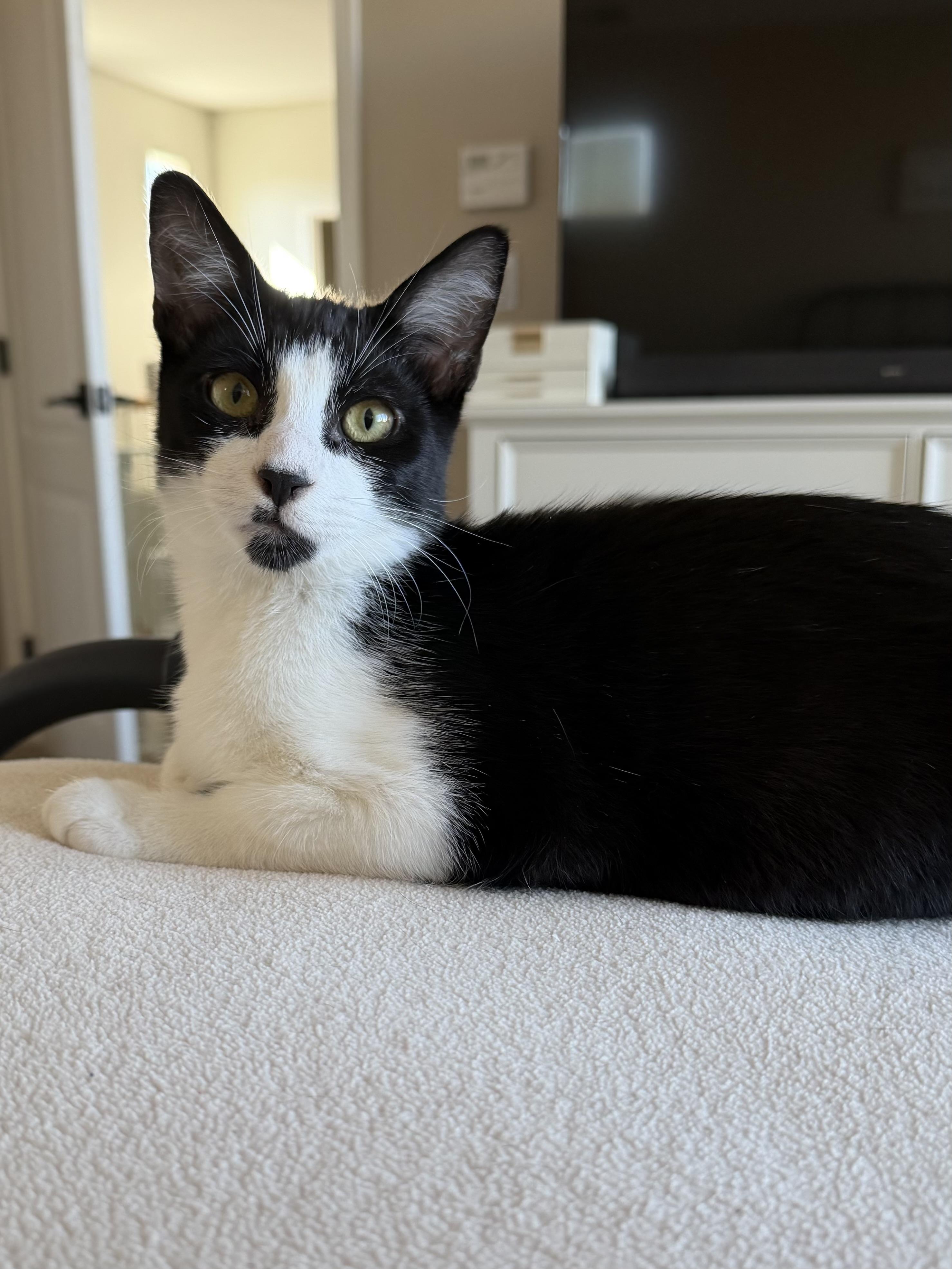 Zenon, ADOPTABLE, Kitten Male Tuxedo.