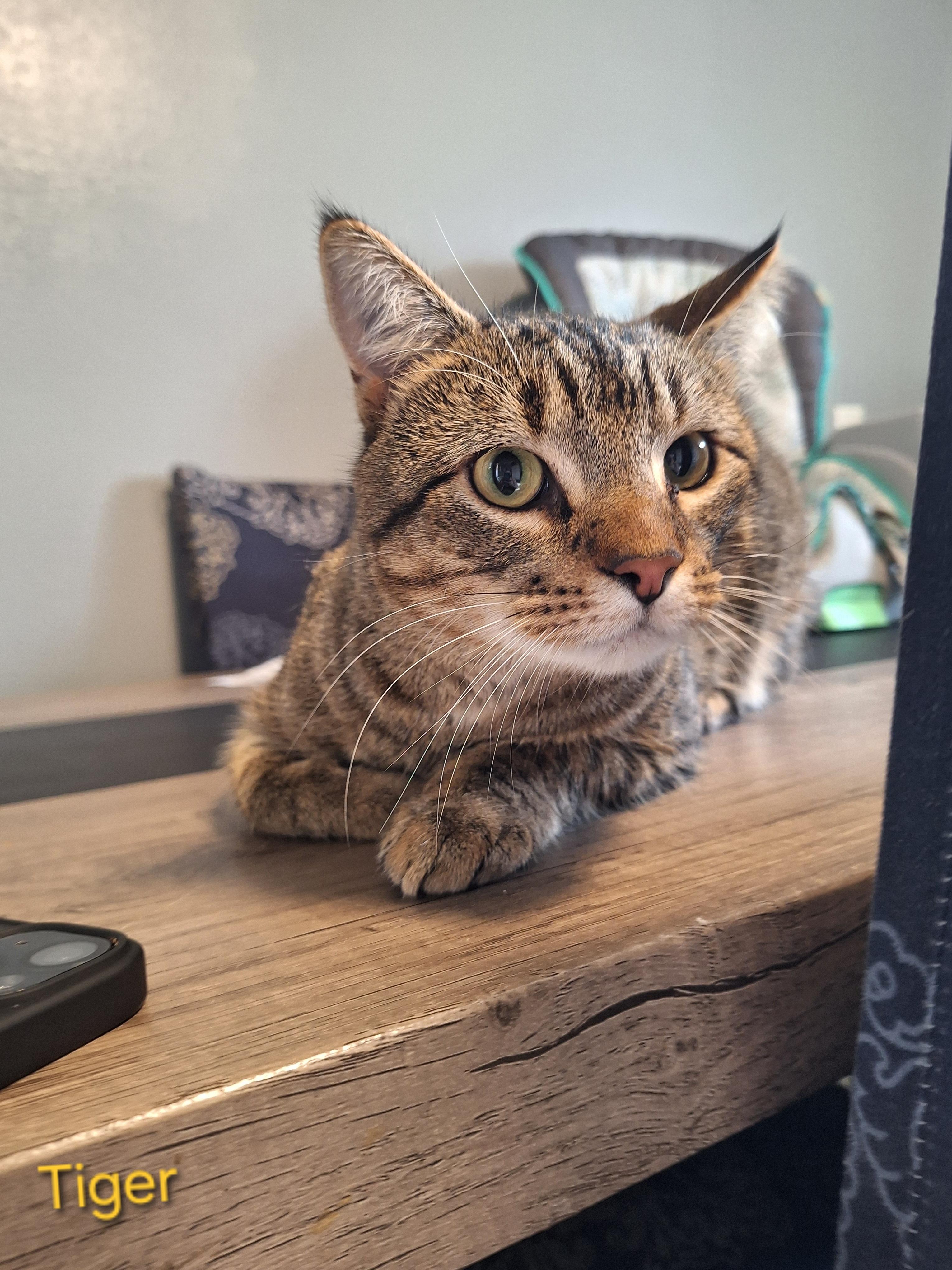 Enlarge Tiger, a ADOPTABLE Domestic Short Hair in Kearney, NE image 2/2