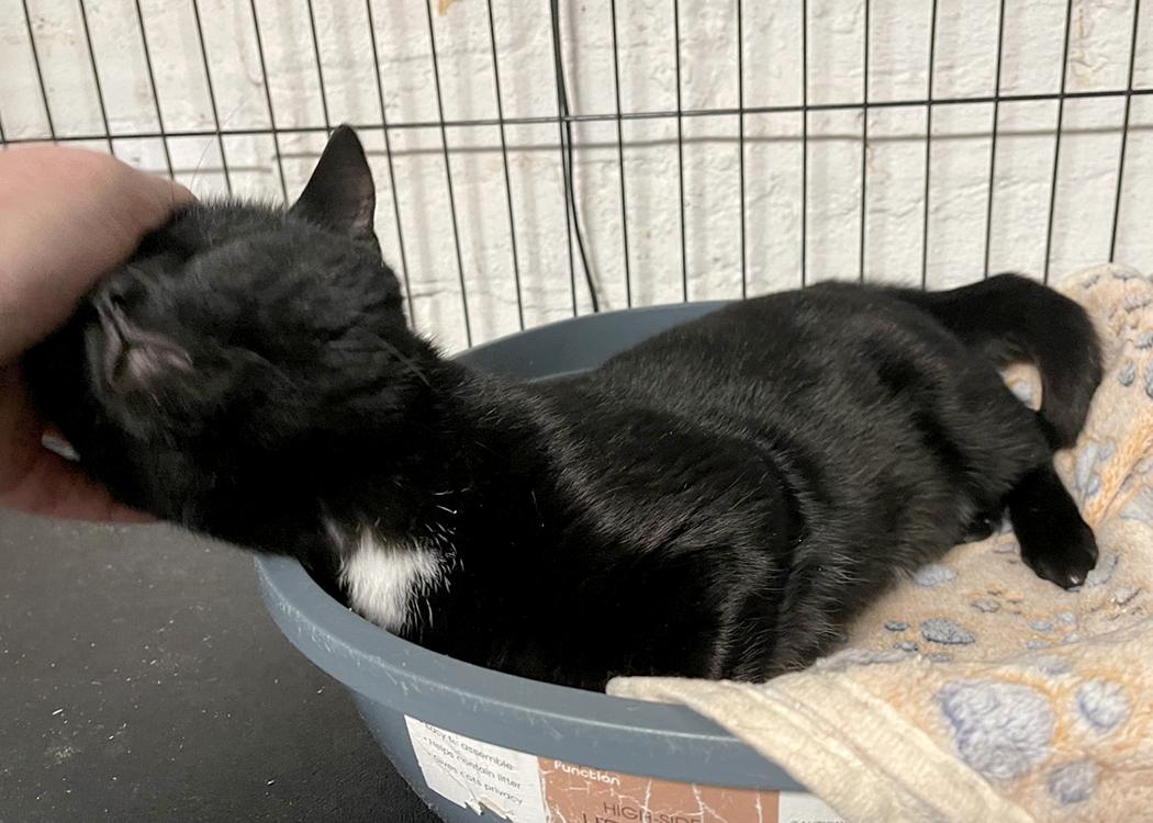 Enlarge Prince, a ADOPTABLE Domestic Short Hair in Weehawken, NJ image 4/4