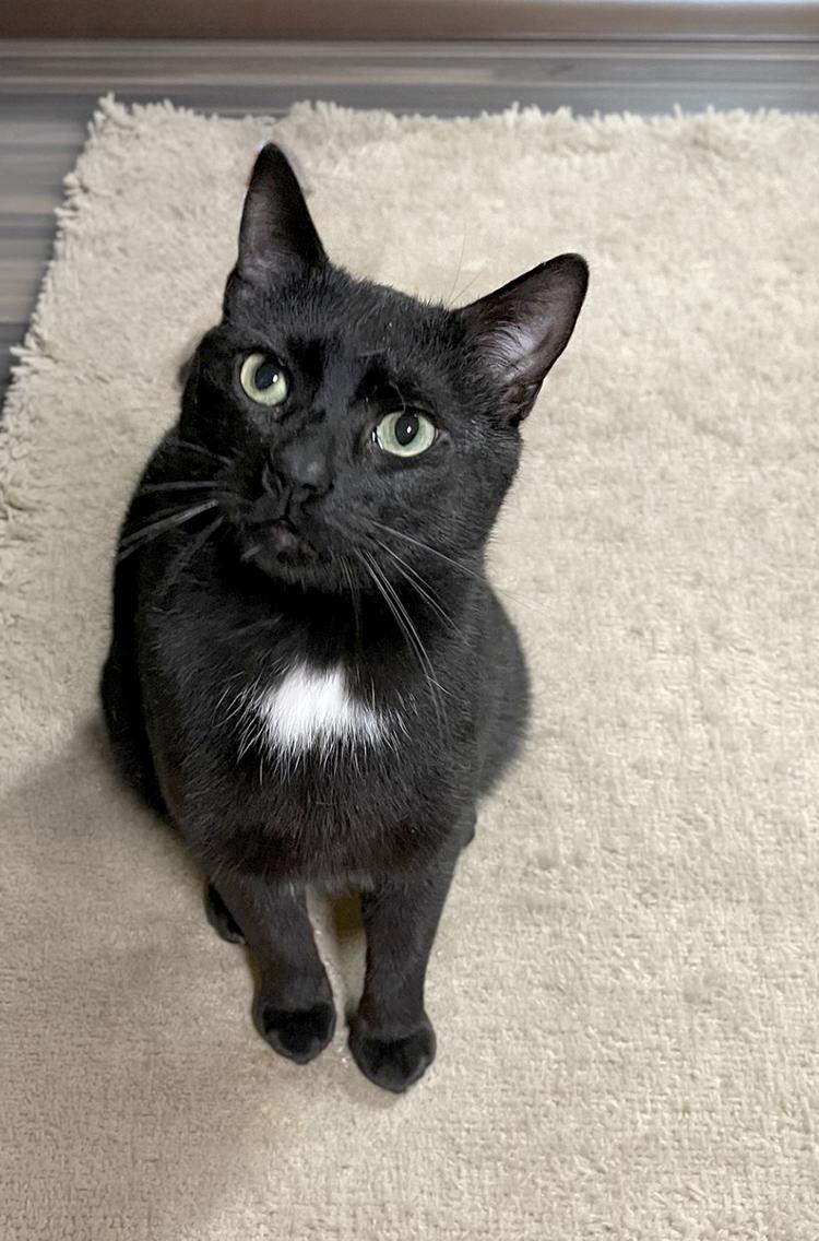 Enlarge Prince, a ADOPTABLE Domestic Short Hair in Weehawken, NJ image 1/4