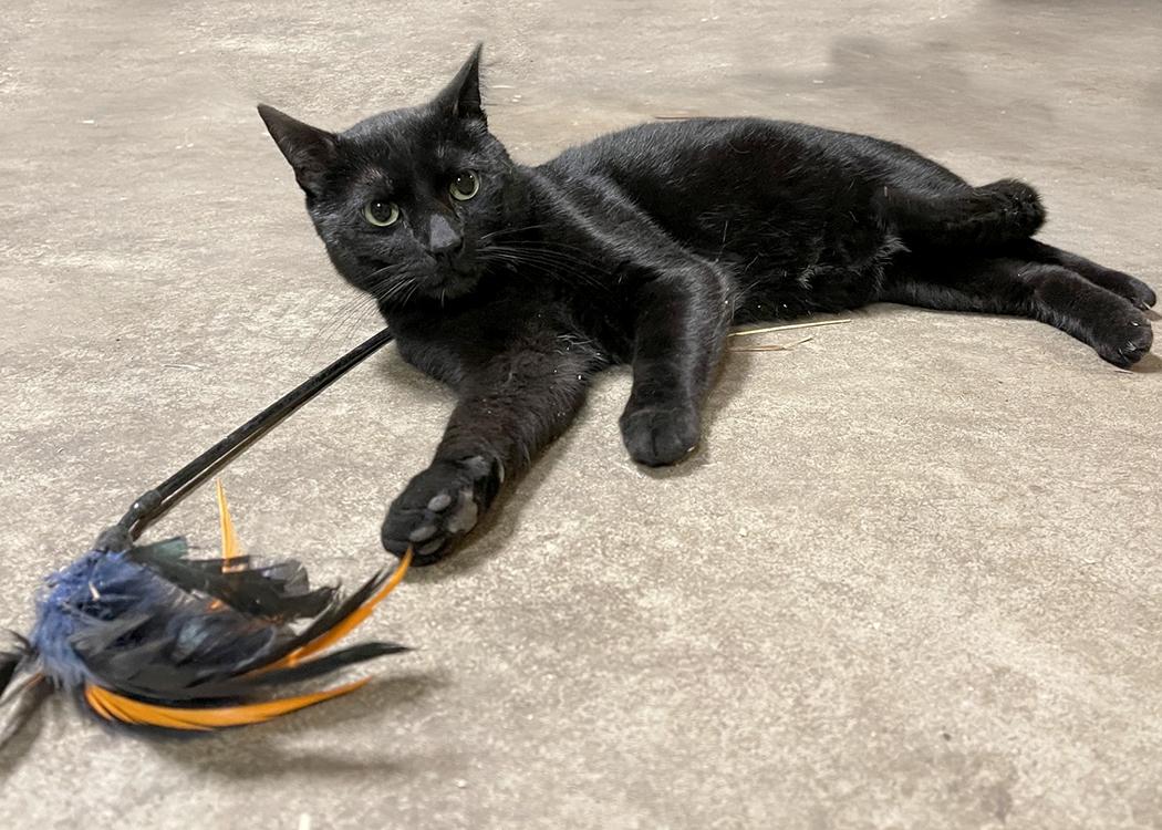 Enlarge Prince, a ADOPTABLE Domestic Short Hair in Weehawken, NJ image 2/4