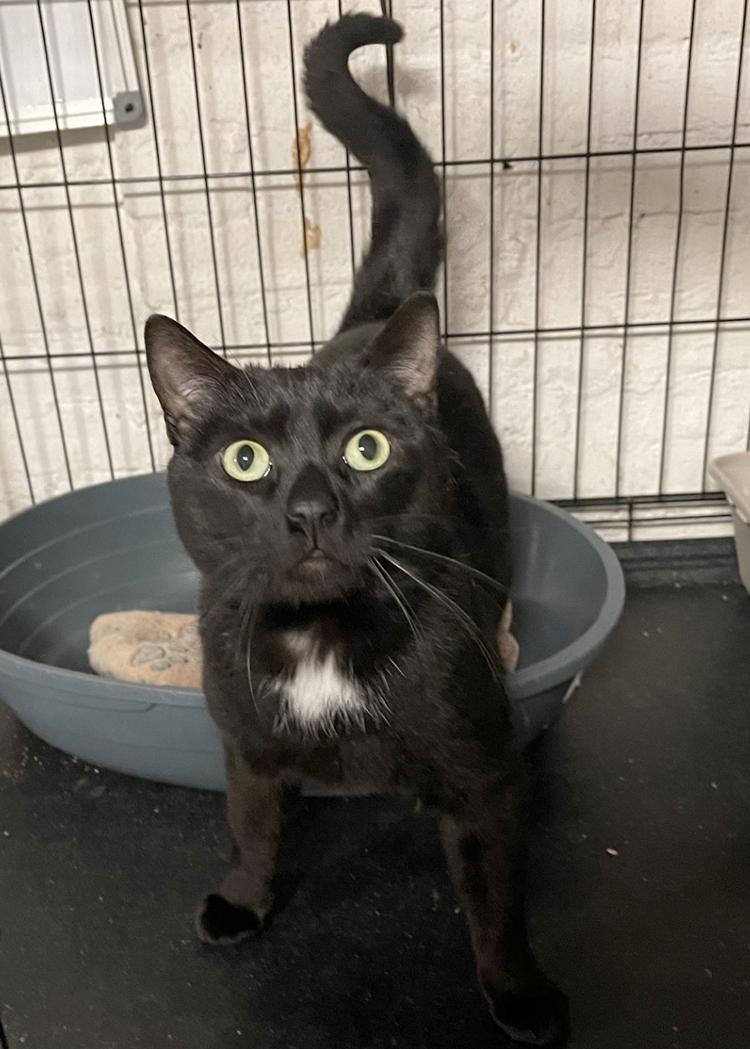 Enlarge Prince, a ADOPTABLE Domestic Short Hair in Weehawken, NJ image 3/4