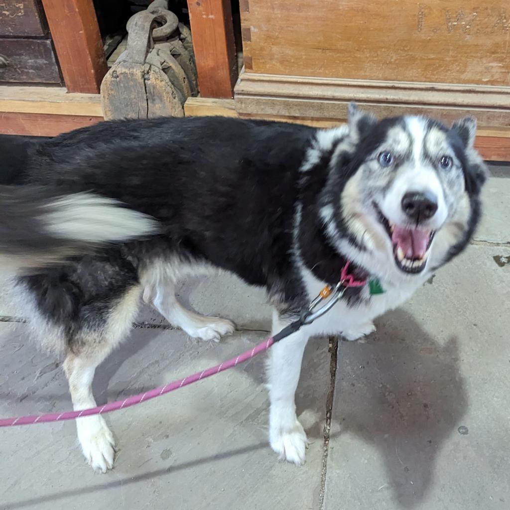 Marina, a Adoptable Siberian Husky in Carol Stream, IL image 1/6