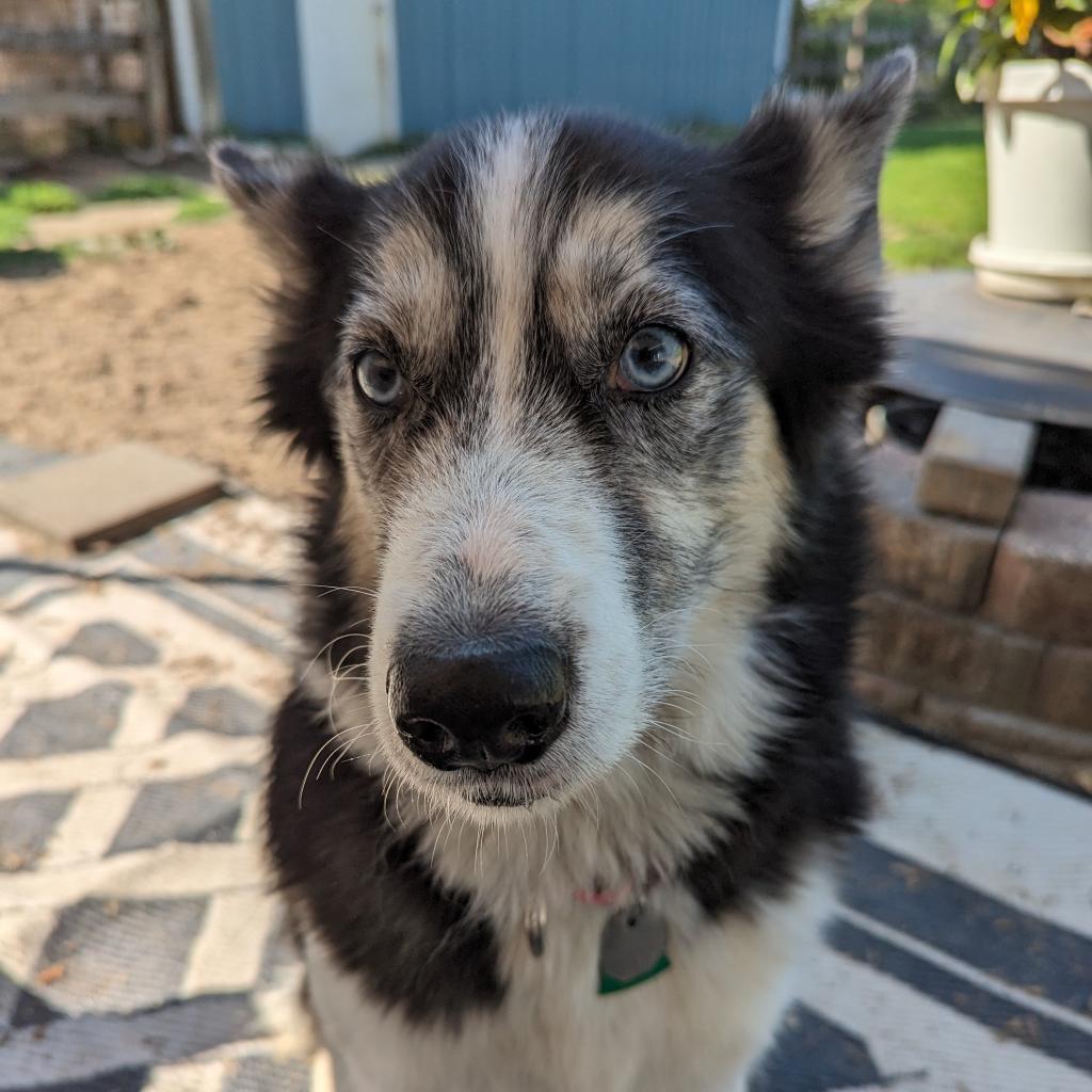 Marina, a Adoptable Siberian Husky in Carol Stream, IL image 2/6