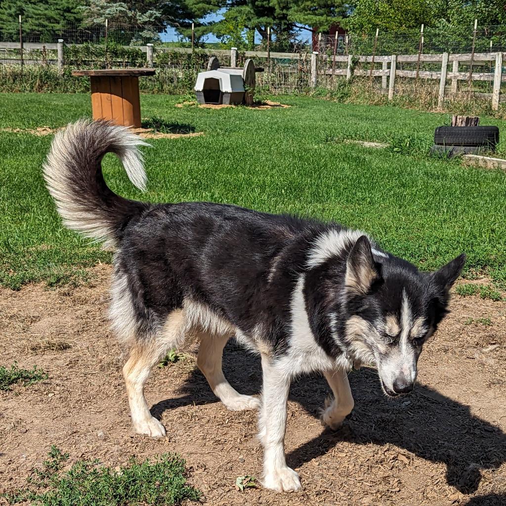 Marina, a Adoptable Siberian Husky in Carol Stream, IL image 3/6
