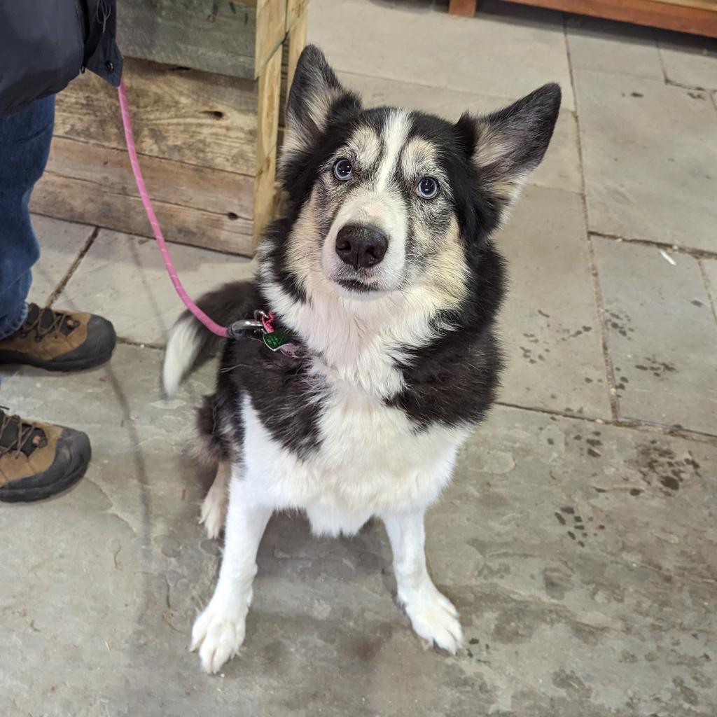Marina, a Adoptable Siberian Husky in Carol Stream, IL image 4/6