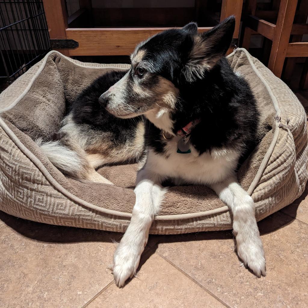 Marina, a Adoptable Siberian Husky in Carol Stream, IL image 5/6