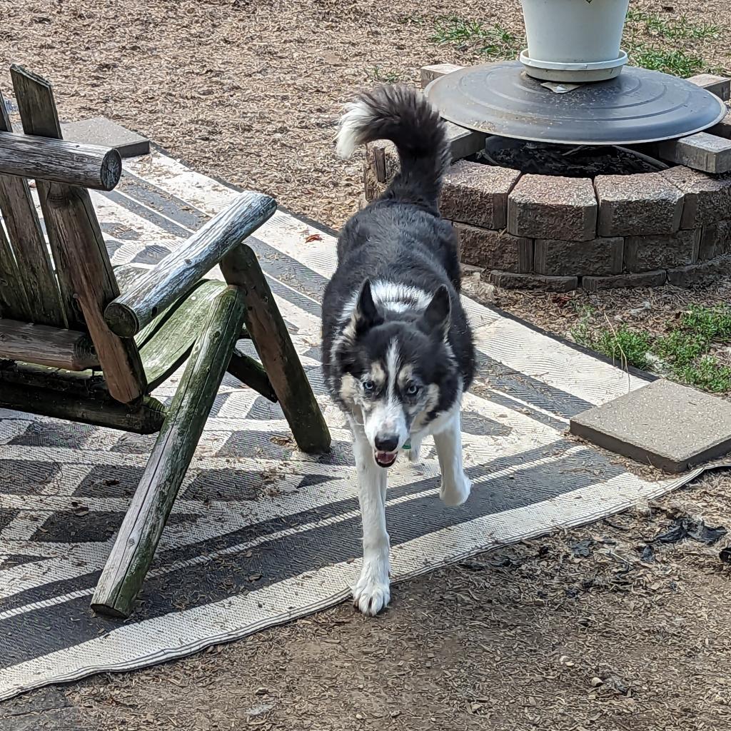 Marina, a Adoptable Siberian Husky in Carol Stream, IL image 6/6