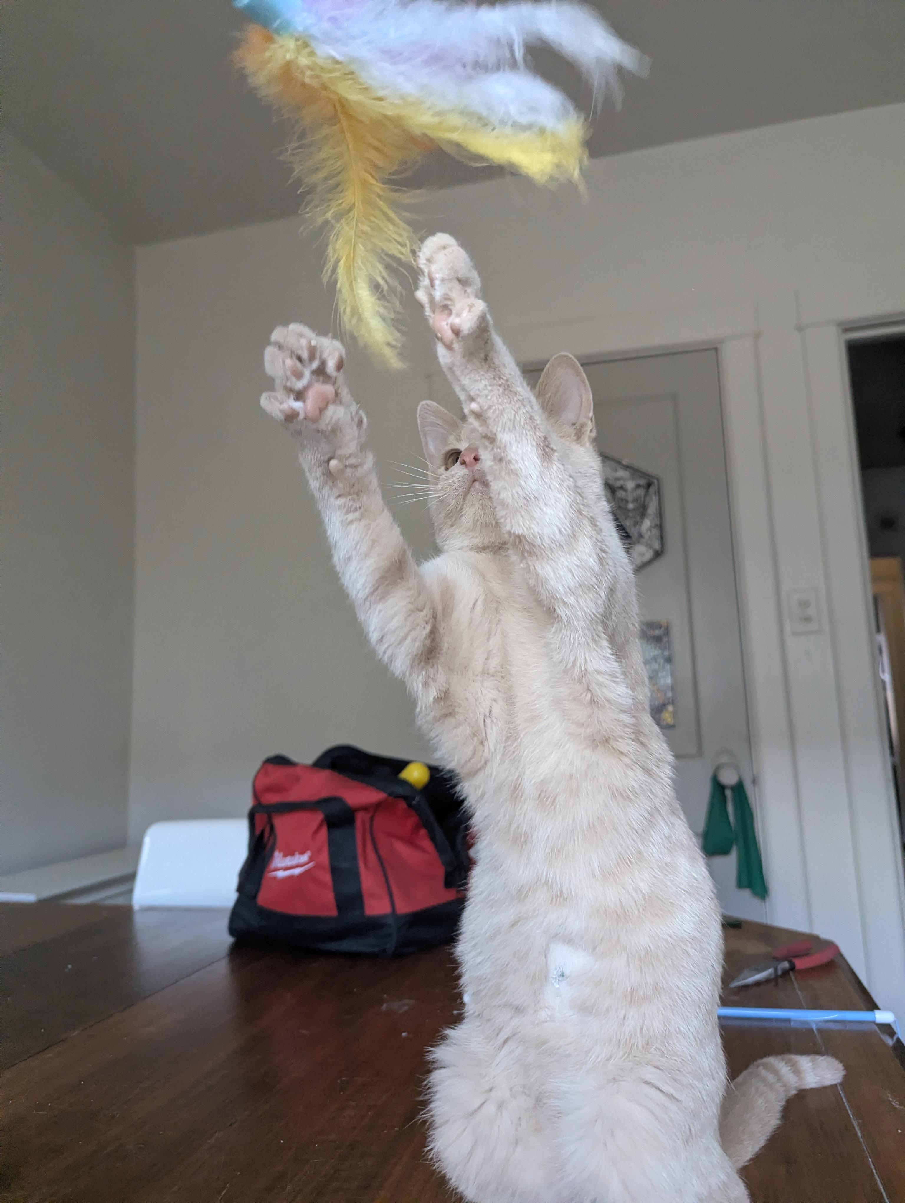 Jack Be Little, a Adoptable Domestic Short Hair in Milwaukee, WI image 2/5