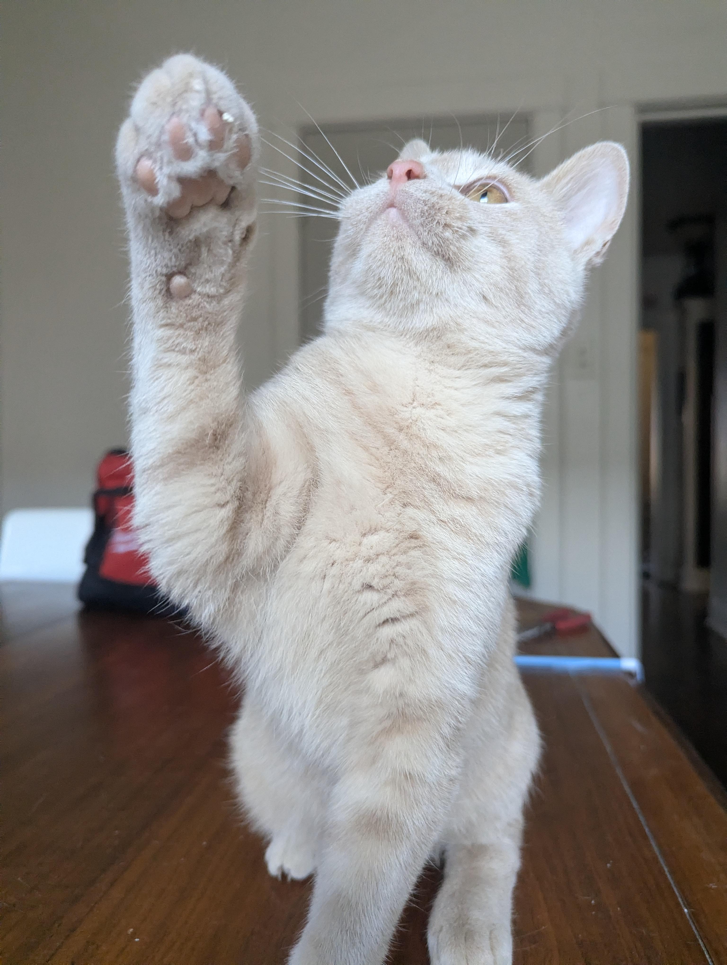 Jack Be Little, a Adoptable Domestic Short Hair in Milwaukee, WI image 3/5