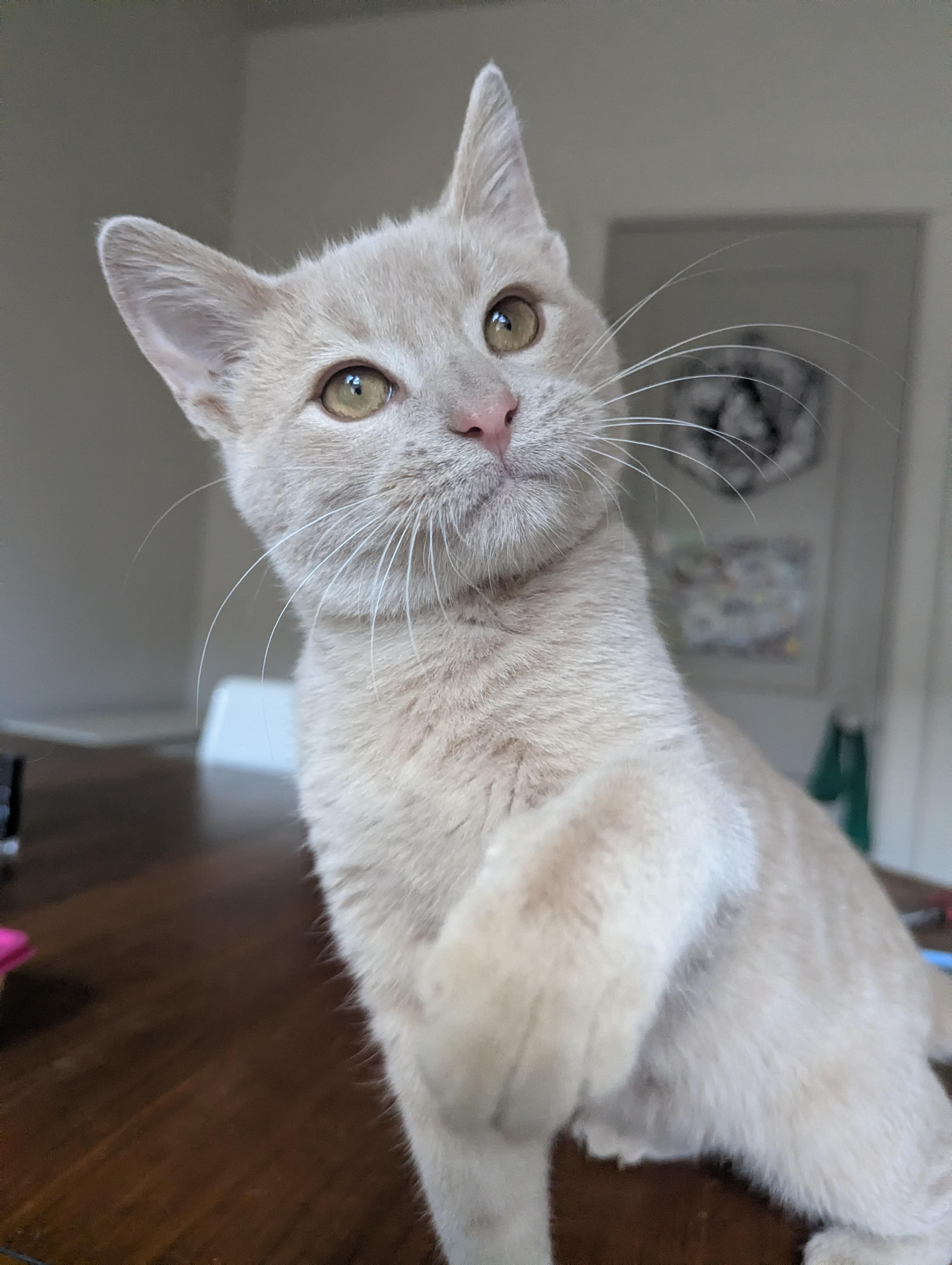 Jack Be Little, a Adoptable Domestic Short Hair in Milwaukee, WI image 4/5