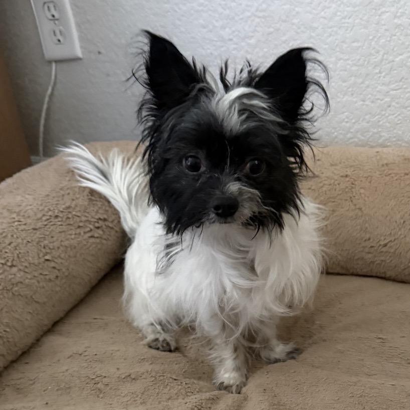 Enlarge 44 (2026) Colonel, a Adoptable mixed breed in Parker, CO image 1/3