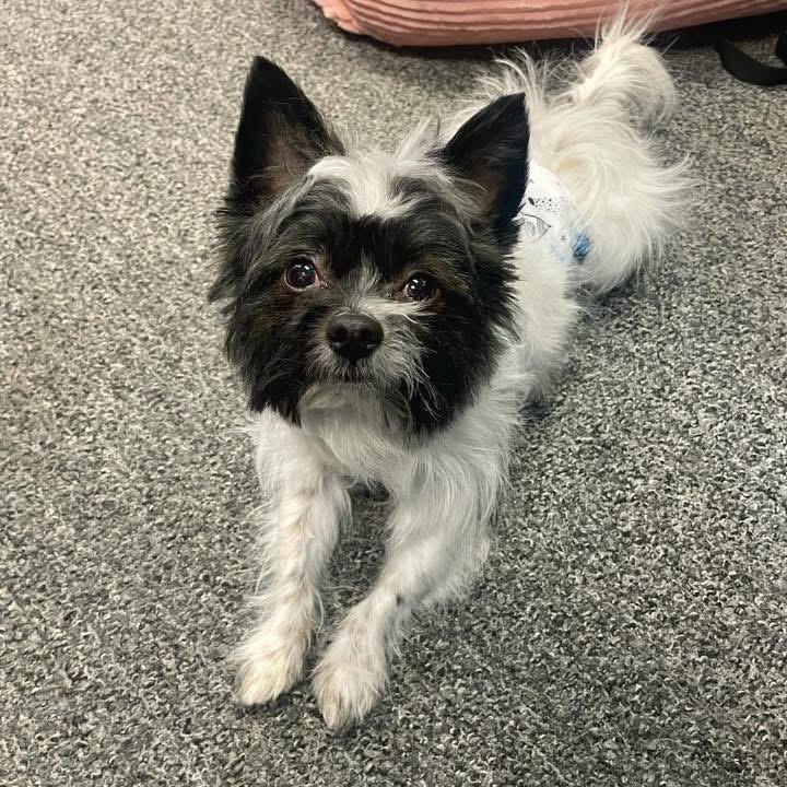 Enlarge 44 (2026) Colonel, a Adoptable mixed breed in Parker, CO image 2/3