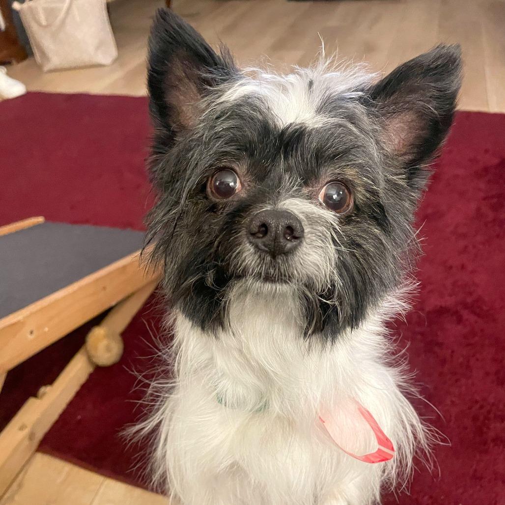 Enlarge 44 (2026) Colonel, a Adoptable mixed breed in Parker, CO image 3/3