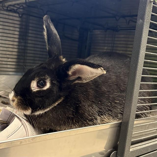 PURPLE, Adoptable, Young Female Bunny Rabbit.