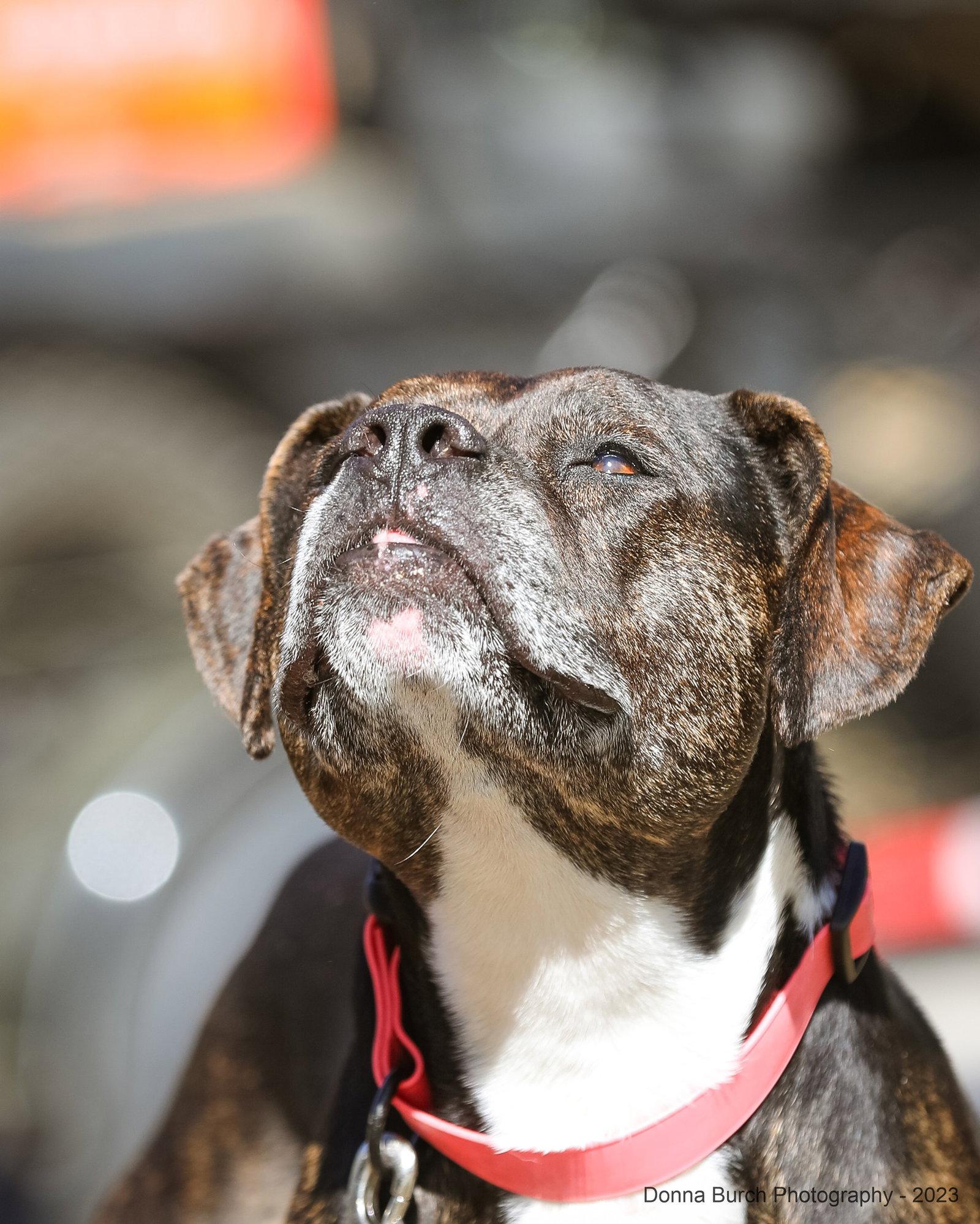 Eve, Adopted, Adult Female Mixed Breed.