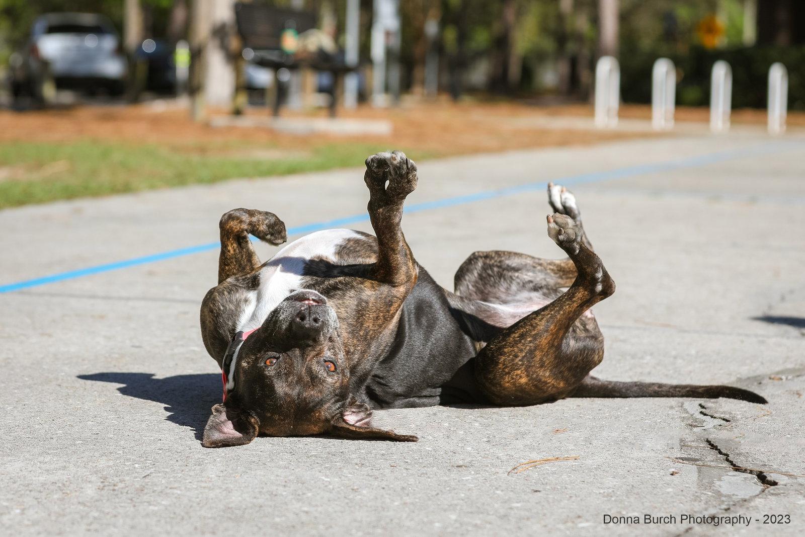 Enlarge Eve, a Adopted Mixed Breed in Gainesville, FL image 2/3